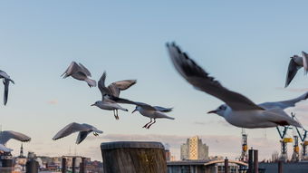 开云体育官方网站-澳大利亚乒乓球未来的目标:在全球比赛中稳步前行,澳大利亚乒乓球选手